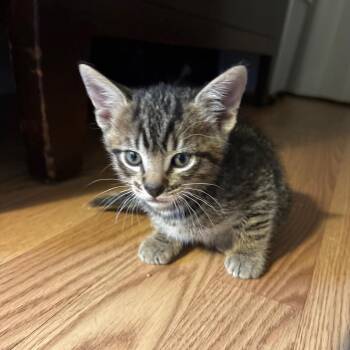 Arlo -  Domestic Short Hair Cat for Adoption in Gainesville, Florida - Arlo | PetCurious