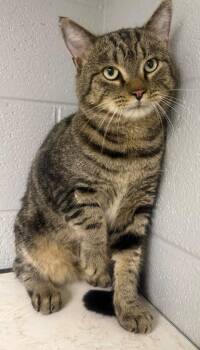 Whopper -  Domestic Short Hair Cat for Adoption in Henderson, North Carolina - Whopper | PetCurious