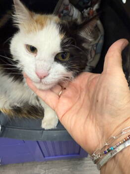 Rescue Calico and Domestic Medium Hair Cats for Adoption in St. George, Utah - Bobo | PetCurious