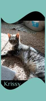 Tabby Cats Available for Adoption in Lawton, Oklahoma - KRISSY | PetCurious