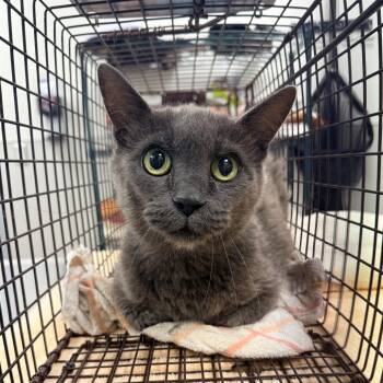 Dingle -  Domestic Short Hair Cat for Adoption in Las Cruces, New Mexico - Dingle | PetCurious