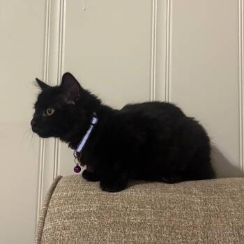 Raven -  Domestic Medium Hair Cat for Adoption in Fargo, North Dakota - Raven | PetCurious