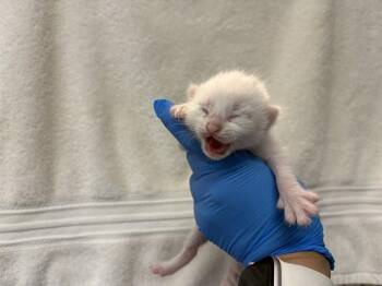 Domestic Short Hair Cats Available for Adoption - NERBUS | PetCurious