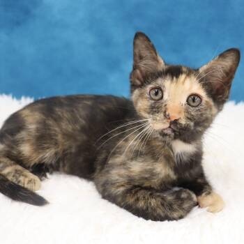 Rescue Domestic Short Hair Cats for Adoption in League City, Texas - Ladybug - Beautiful Tortie Kitten! | PetCurious