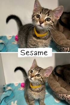 Sesame Chicken -  Domestic Short Hair Cat for Adoption in Pierceton, Indiana - Sesame Chicken | PetCurious