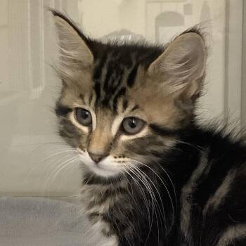 Bandit -  Domestic Short Hair Cat for Adoption in Redwood City, California - Bandit | PetCurious