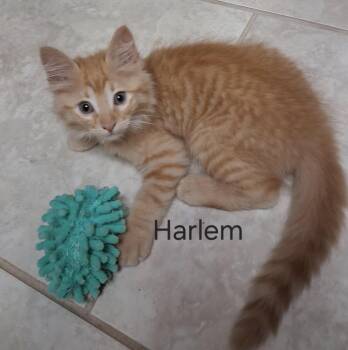 Harlem -  Domestic Medium Hair Cat for Adoption in North Arlington, New Jersey - Harlem | PetCurious