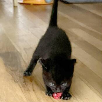 Jasper -  Domestic Short Hair Cat for Adoption in Pleasant Hill, California - Jasper | PetCurious