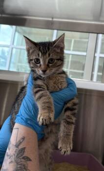 Donovan -  Domestic Short Hair Cat for Adoption in Westland, Michigan - Donovan | PetCurious