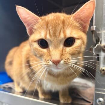 Domestic Short Hair Cats Available for Adoption in Nashville, Tennessee - October | PetCurious