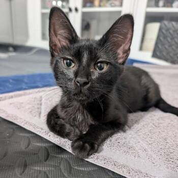 Puff McAtee -  Domestic Short Hair Cat for Adoption in Morrison, Colorado - Puff McAtee | PetCurious