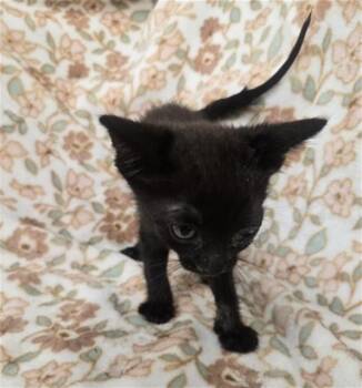EMERY -  Domestic Short Hair Cat for Adoption in San Bernardino, California - EMERY | PetCurious
