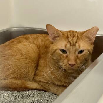 Rescue Domestic Short Hair Cats for Adoption - Timbers | PetCurious