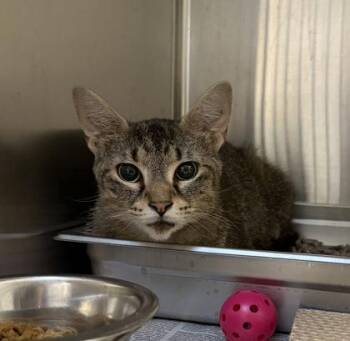 Raquel - Working Cat -  Domestic Short Hair Cat for Adoption in Fairfax, Virginia - Raquel - Working Cat | PetCurious