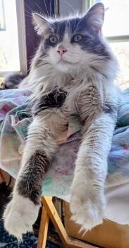 Buddy - CP -  Domestic Long Hair Cat for Adoption in New Baltimore, Michigan - Buddy - CP | PetCurious