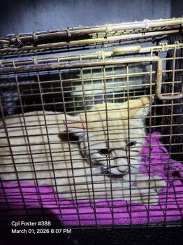 Domestic Short Hair Cats Available for Adoption - ZUMBA | PetCurious