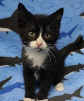 Rescue Domestic Short Hair Cats for Adoption in Thief River Falls, Minnesota - Atlas | PetCurious