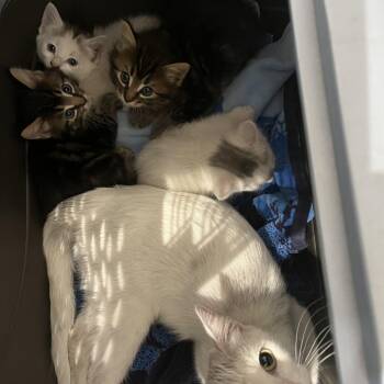 Tinkerbell -  Domestic Short Hair Cat for Adoption in Los Angeles, California - Tinkerbell | PetCurious
