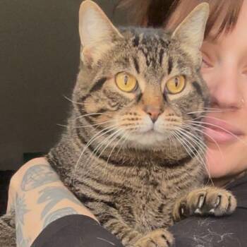 Domestic Short Hair Cats Available for Adoption - Pizza The Hut | PetCurious