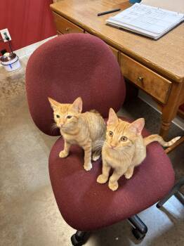 Mango -  Domestic Short Hair Cat for Adoption in Janesville, Wisconsin - Mango | PetCurious