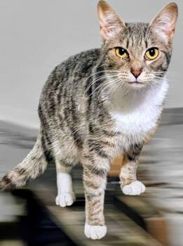 Rescue Domestic Short Hair Cats for Adoption in Chapel Hill, North Carolina - _Grey | PetCurious