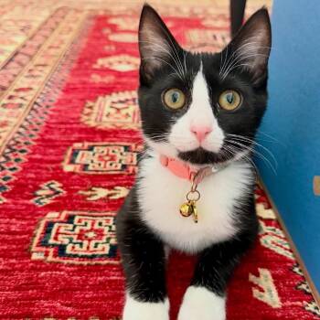 Celeste -  Domestic Short Hair Cat for Adoption in Stokesdale, North Carolina - Celeste | PetCurious