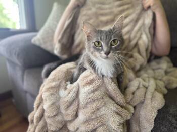 Rescue Domestic Long Hair Cats for Adoption in Gradyville, Kentucky - Lady Jane Grey | PetCurious