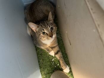 Rescue Domestic Short Hair Cats for Adoption in West Mifflin, Pennsylvania - Coven | PetCurious