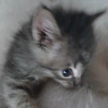 Neo -  Domestic Short Hair Cat for Adoption in San Antonio, Texas - Neo | PetCurious
