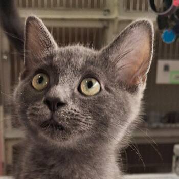 Emmett -  Domestic Short Hair Cat for Adoption in Zanesville, Ohio - Emmett | PetCurious