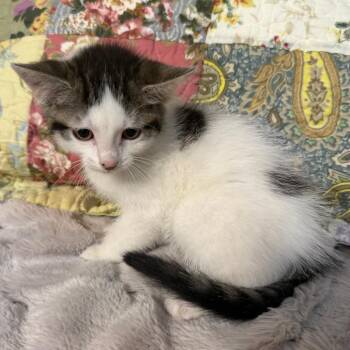 Moo -  Domestic Medium Hair Cat for Adoption in Lewisville, Texas - Moo | PetCurious