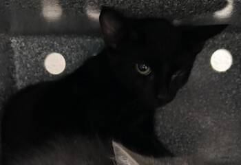 Curiosity -  Domestic Short Hair Cat for Adoption in New York, New York - Curiosity | PetCurious