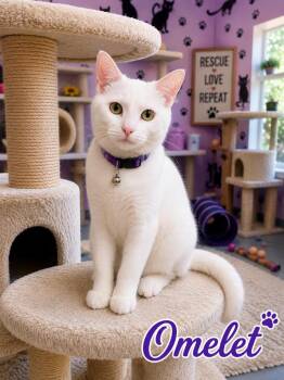 Omelet -  Domestic Short Hair Cat for Adoption in Mountain Home, Arkansas - Omelet | PetCurious