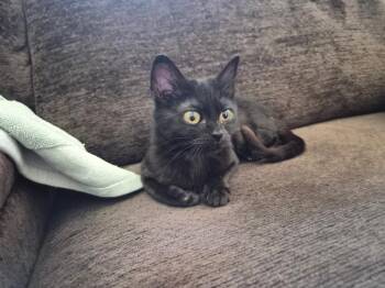 Domestic Short Hair Cats Available for Adoption in Millcreek, Utah - Coffee | PetCurious