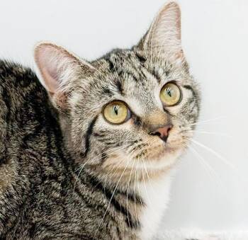 Tabby and Bengal Cats Available for Adoption in Bedford Hills, New York - Biscuit Is A LOVER And Delicious In Every Way!  Adores Her Sis M | PetCurious