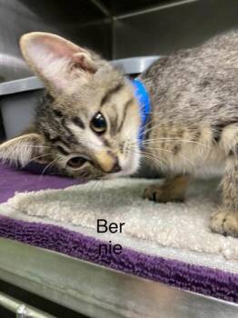Bernie -  Domestic Short Hair Cat for Adoption in Hobart, Indiana - Bernie | PetCurious