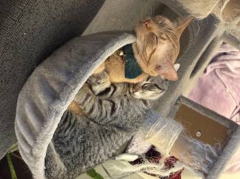 Domestic Short Hair Cats Available for Adoption - Nick | PetCurious