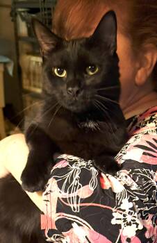 Rescue American Shorthair Cats for Adoption in East Orange, New Jersey - Max And Madison - Brother And Sister - Bonded | PetCurious