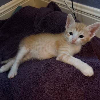 Rescue Domestic Short Hair Cats for Adoption in Austin, Texas - Peanut Butter Treat 25 | PetCurious