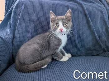 COMET -  Domestic Short Hair Cat for Adoption in Colorado Springs, Colorado - COMET | PetCurious