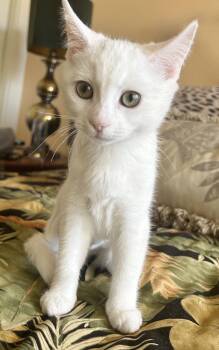 Luna -  Domestic Short Hair Cat for Adoption in Alameda, California - Luna | PetCurious