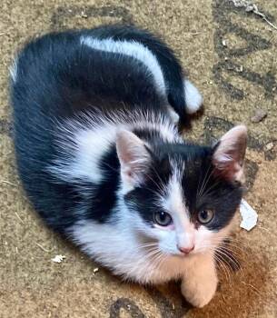 Rescue Domestic Short Hair Cats for Adoption in Gastonia, North Carolina - Star | PetCurious