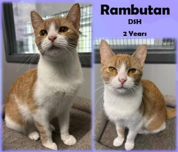 Rescue Domestic Short Hair Cats for Adoption in Franklin, Indiana - Rambutan | PetCurious