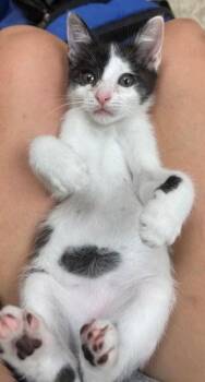Oreo -  Domestic Short Hair Cat for Adoption in Schertz, Texas - Oreo | PetCurious