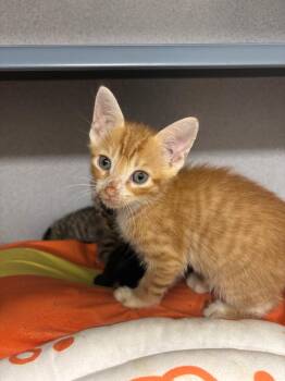 Woody -  Domestic Short Hair Cat for Adoption in Liverpool, New York - Woody | PetCurious