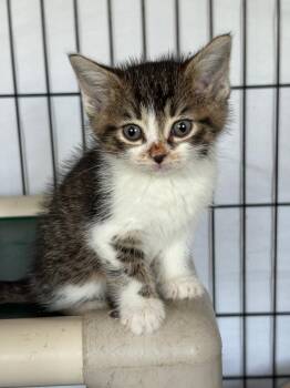 Graycie -  Domestic Short Hair Cat for Adoption in Hartford City, Indiana - Graycie | PetCurious