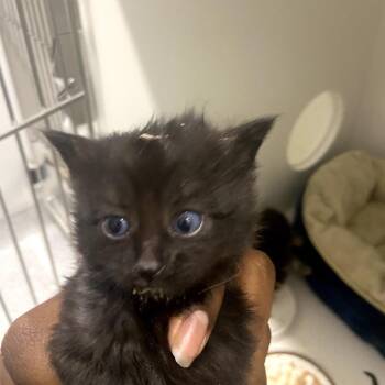 Domestic Medium Hair Cats Available for Adoption - Will | PetCurious