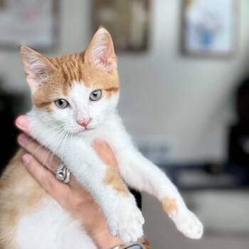 Jasmine *Meet me at Eagan Petsmart* -  Domestic Short Hair Cat for Adoption in Buffalo, Minnesota - Jasmine *Meet Me At Eagan Petsmart* | PetCurious
