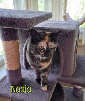 Domestic Short Hair Cats Available for Adoption in Port Clinton, Ohio - Nadia | PetCurious