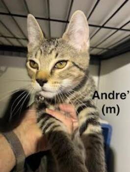 Andre